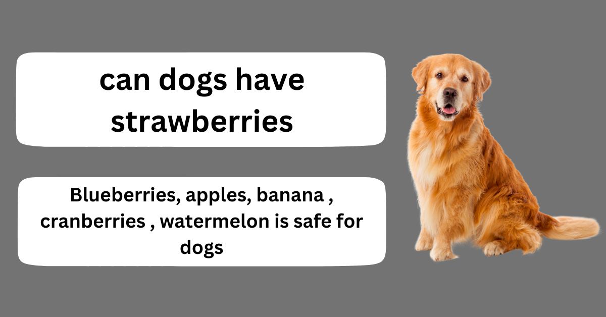 can dogs eat strawberries