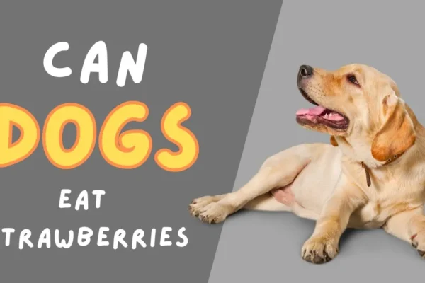 can dogs eat strawberries