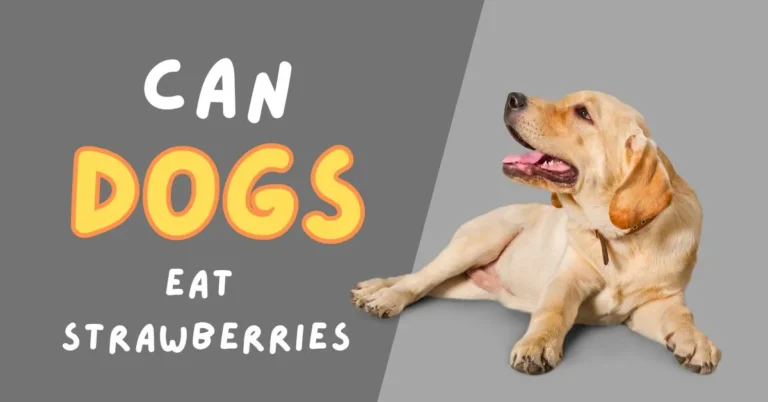 Can Dogs Eat Strawberries